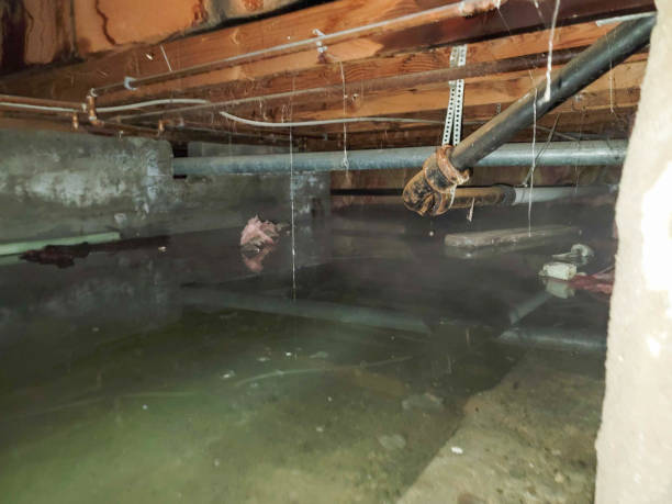 Best Mold removal after water damage  in Schler Park, IL
